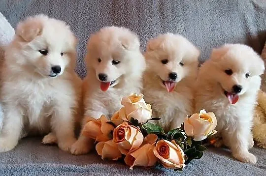 Samoyed/ Samojed szczenięta