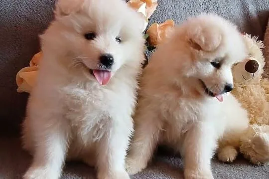 Samoyed/ Samojed szczenięta, Kujawsko-pomorskie, Toruń