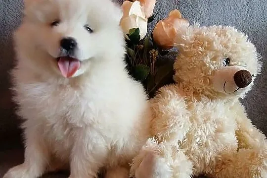 Samoyed/ Samojed szczenięta, Kujawsko-pomorskie, Toruń