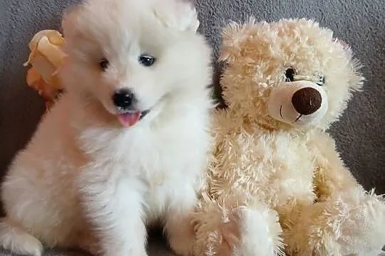 Samoyed/ Samojed szczenięta, Kujawsko-pomorskie, Toruń