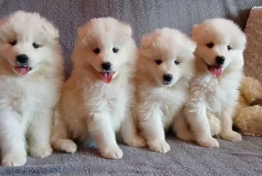Samoyed/ Samojed szczenięta, Kujawsko-pomorskie, Toruń