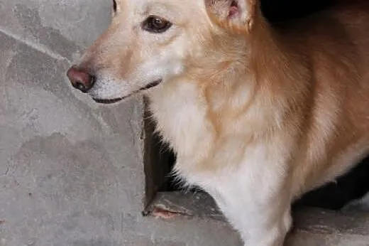 śliczny pies-Sony,  śląskie Częstochowa, Częstochowa
