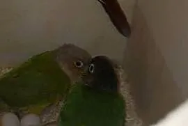 Sprzedam rudosterki