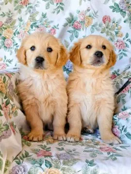 Most beautiful and outstanding Golden Retriever puppies ready to make a new family awe, , Sawice-Dwór