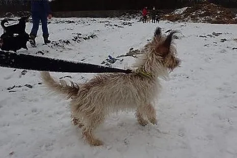 Do adopcji KASA -filmik,  łódzkie Łódź
