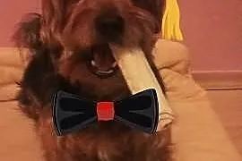Poszukuje suczki do rozplodu