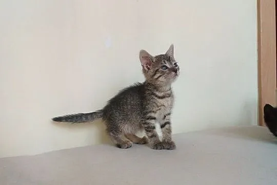 Mała kotka Żelka szuka domu