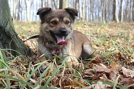 Bibiś- młody, łagodny i porzucony... Niewielki psiak do adopcji,  Kundelki cała Polska