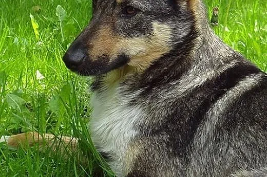 Lilka - młoda, niezwykle przyjacielska suczka ADOPCJA,  Kundelki cała Polska