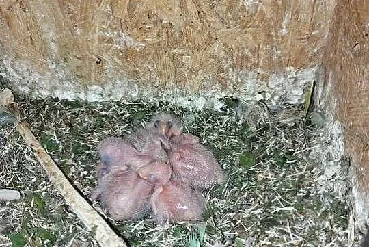 Mnichy nizinne-piskleta, Wielkopolskie, Trzcinica