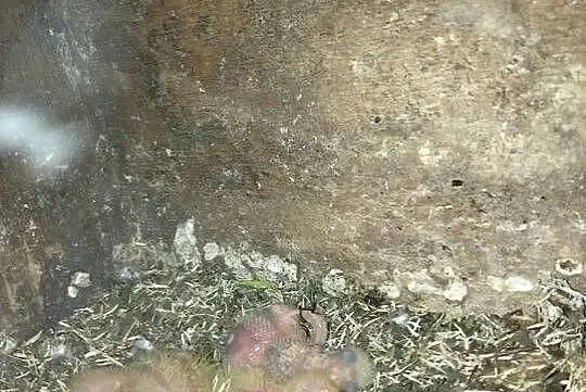 Mnichy nizinne-piskleta, Wielkopolskie, Trzcinica