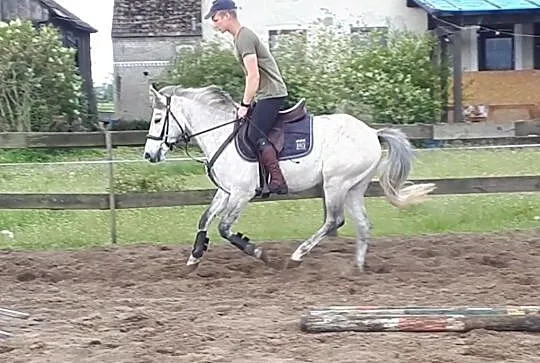 Wspaniały kuc do sportu, Idam gr D, , 