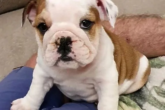 Buldog angielski (FCI) sunia