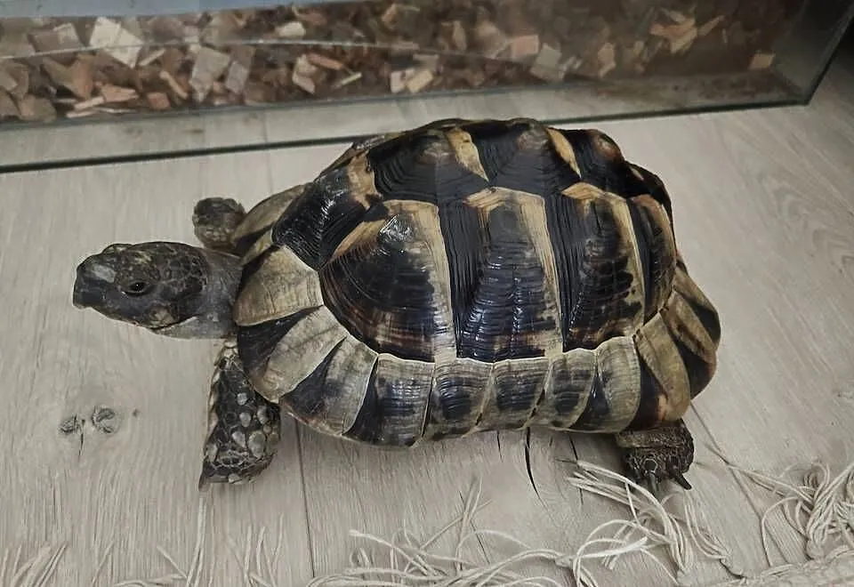 Sprzedam żółwia greckiego z terrarium i innymi akcesoriami., Mazowieckie, Warszawa