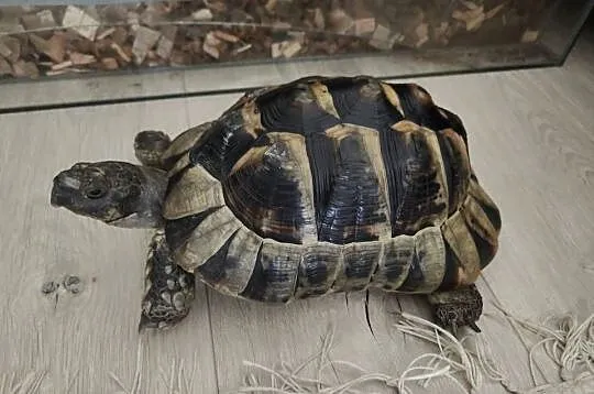 Sprzedam żółwia greckiego z terrarium i innymi akcesoriami., Mazowieckie, Warszawa