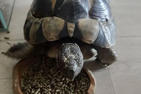 Sprzedam żółwia greckiego z terrarium i innymi akcesoriami., Mazowieckie, Warszawa