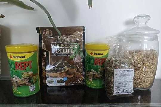 Sprzedam żółwia greckiego z terrarium i innymi akcesoriami., Mazowieckie, Warszawa