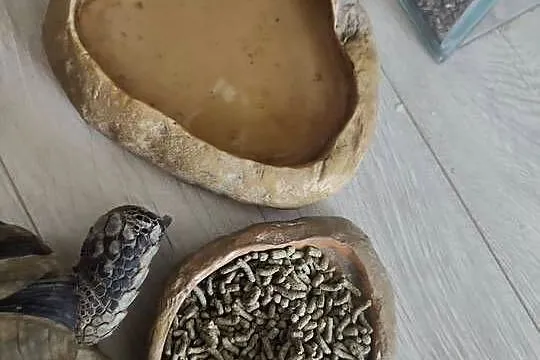 Sprzedam żółwia greckiego z terrarium i innymi akcesoriami., Mazowieckie, Warszawa