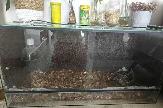 Sprzedam żółwia greckiego z terrarium i innymi akcesoriami., Mazowieckie, Warszawa
