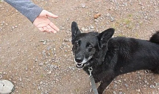 Wesoła, rezolutna czarnula - do adopcji, dolnoślą