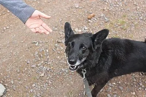 Wesoła, rezolutna czarnula - do adopcji, dolnośląskie Świdnica