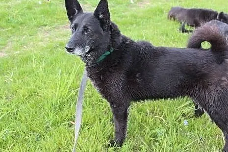 Wesoła, rezolutna czarnula - do adopcji,  dolnoślą