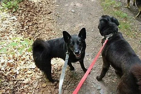 Wesoła, rezolutna czarnula - do adopcji,  dolnoślą