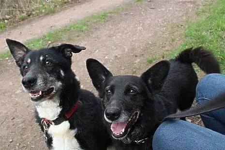 Wesoła, rezolutna czarnula - do adopcji,  dolnoślą