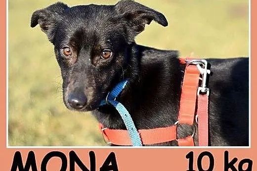 Smukłej budowy,10 kg ,delikatna, wrażliwa,przytulaśna sunia MONA.Adopcja.,  dolnośląskie Wrocław