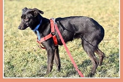 Smukłej budowy,10 kg ,delikatna, wrażliwa,przytula