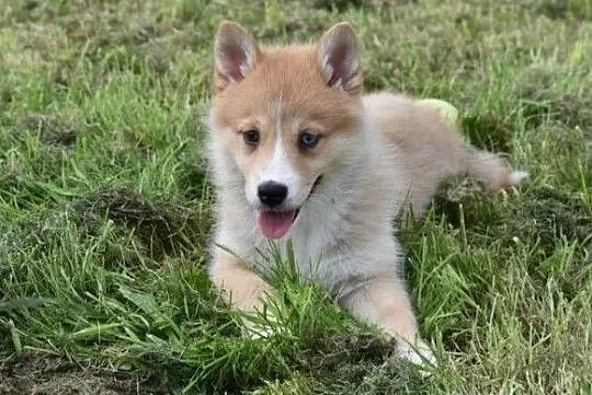 Pomsky absolutnie zdrowe szczenięta., Wielkopolskie, Kalisz