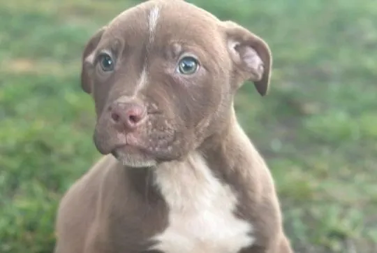 American Pitbull Terrier szczenięta z rodowodem zdrowe silne brazowe i czarne, , Kraszewice