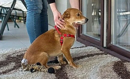 Nex - cudowny, uroczy, młody psiak do adopcji , m