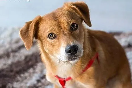 Nex - cudowny, uroczy, młody psiak do adopcji ,  m