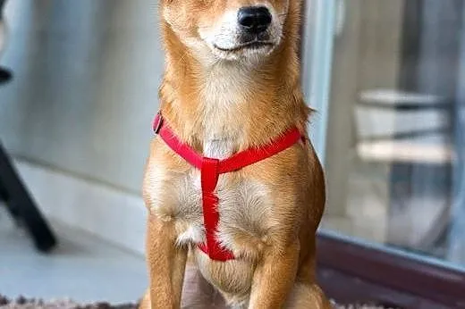 Nex - cudowny, uroczy, młody psiak do adopcji ,  m