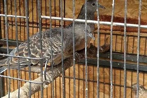 Turkawka Wschodnia