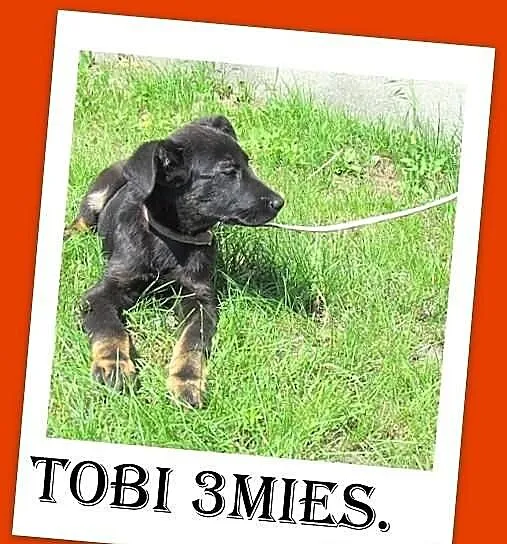 TOBI-szczeniak 3mies. mix owczarek doberman,piesek