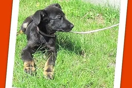 TOBI-szczeniak 3mies. mix owczarek doberman,piesek