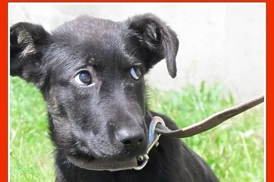 TOBI-szczeniak 3mies. mix owczarek doberman,piesek