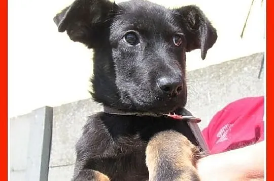 TOBI-szczeniak 3mies. mix owczarek doberman,piesek
