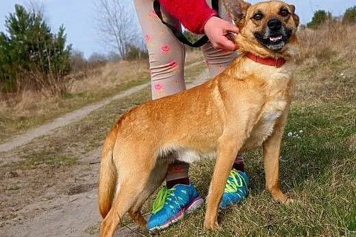 Wedelek - słodki kundelek, który czeka na dom,  ma