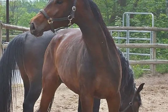 Beautiful young mare by Fahrenheit für dressage an