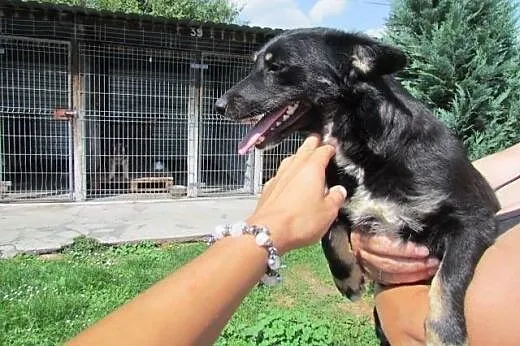Inka - maleńka sunia do pokochania,  dolnośląskie 