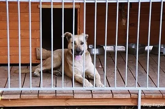 Łagodny Mango szuka domu, który nigdy go nie zawie