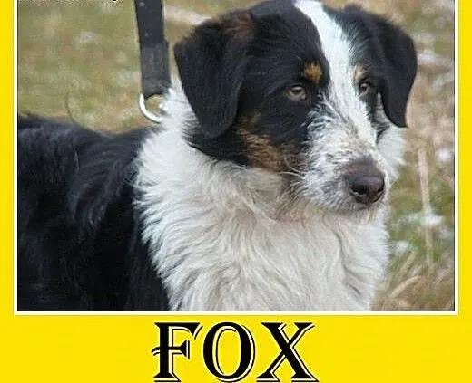 12kg,średni,łagodny,rodzinny,przyjazny piesek FOX.