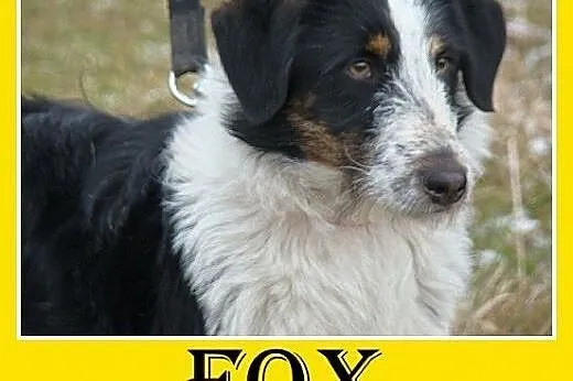 12kg,średni,łagodny,rodzinny,przyjazny piesek FOX.