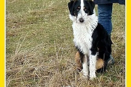 12kg,średni,łagodny,rodzinny,przyjazny piesek FOX.