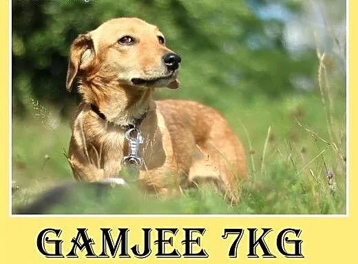 Jamnik mix,2 lata, 7kg,łagodna,nakolankowa suczka