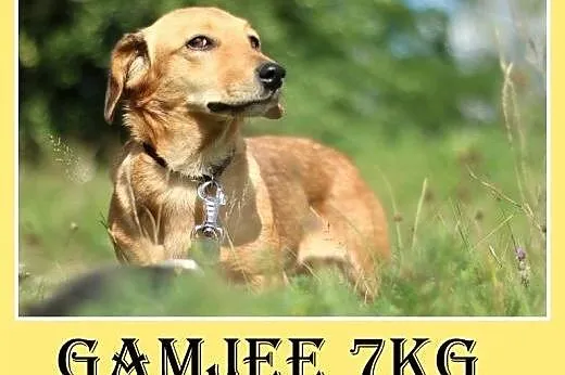 Jamnik mix,2 lata, 7kg,łagodna,nakolankowa suczka 