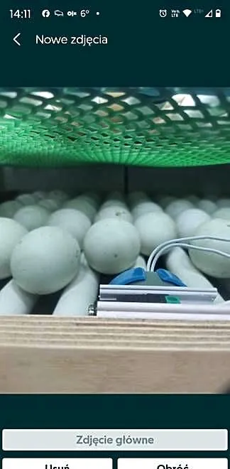 Biegusy indyjskie, zapisy na młode kaczki., Podkarpackie, Kolbuszowa